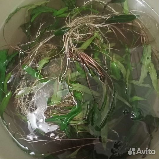 Криптокорина вендта