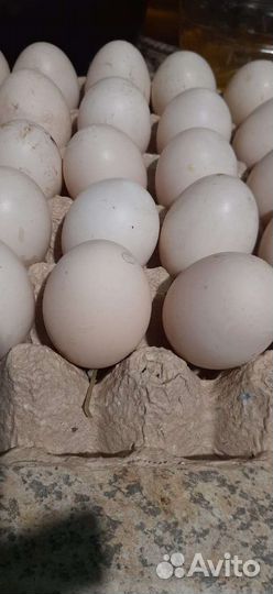Яйцо мускусной утки