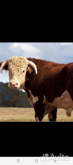 Коров, телят, овец, коз