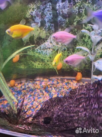 Улитка аквариумная Ампулярия