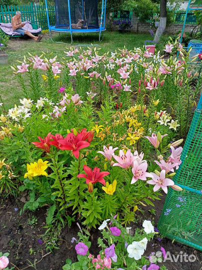 Лилии с открытой корневой системой