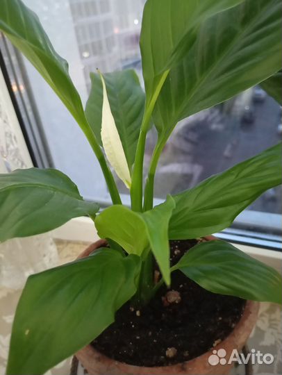 Спатифиллум