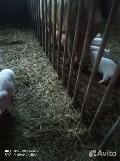 Поросята ландрас