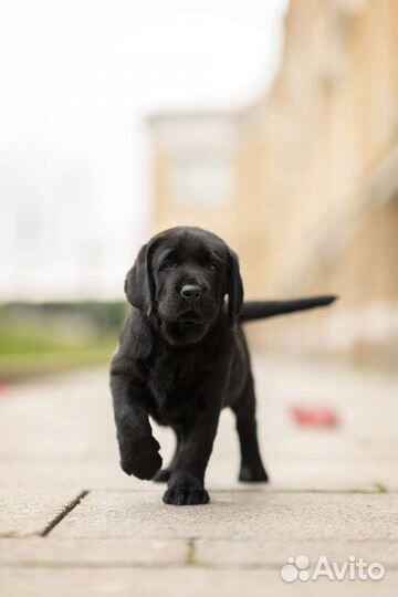 Лабрадор щенок, кобель. Питомник РКФ