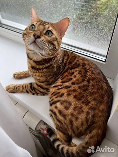 Бенгальский кот вязка