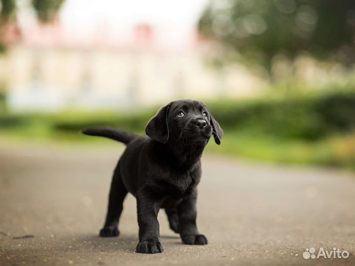 Щенки лабрадора в питомнике РКФ