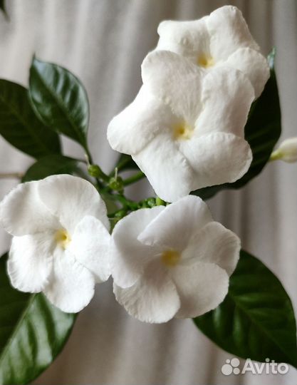 Табернемонтана, алибертия, серисса, каланхоэ