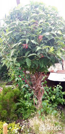 Бузина красная