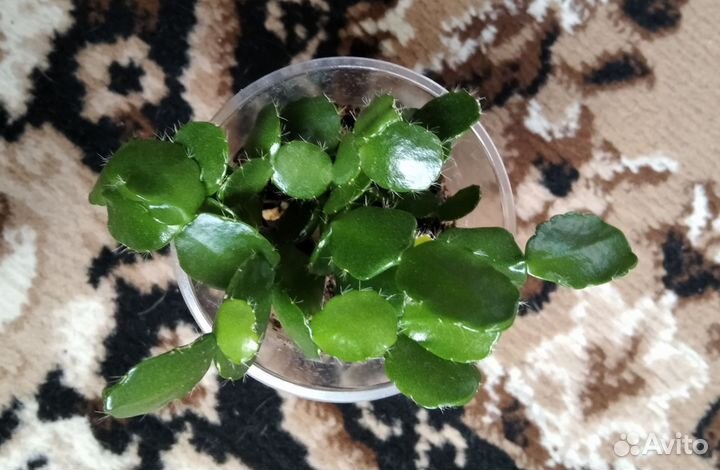 Рипсалидопсис