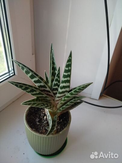 Алоэ пестрое