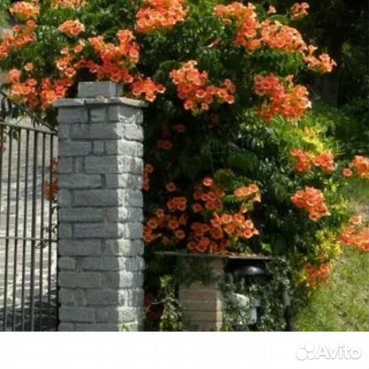 Кампсис и другие многолетники