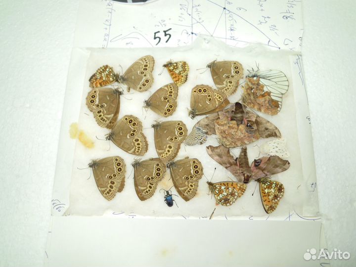 Сухие насекомые для школы. Бабочки, жуки и пр