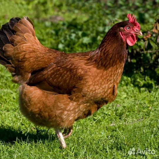 Несушки суточные