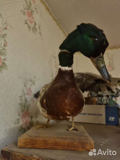 Чучело уток