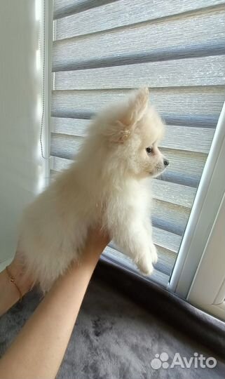 Малый немецкий шпиц щенки