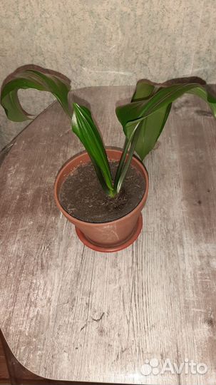 Эухарис амазонская лилия