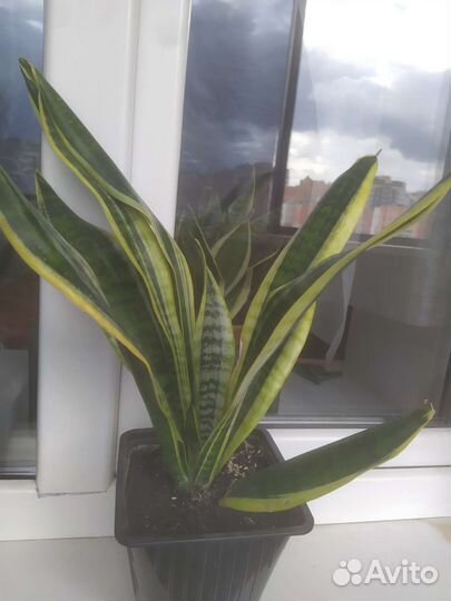 Сансевиерия