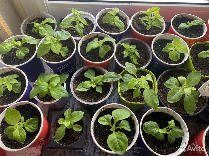 Черенки петунии