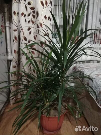 Комнатные цветы