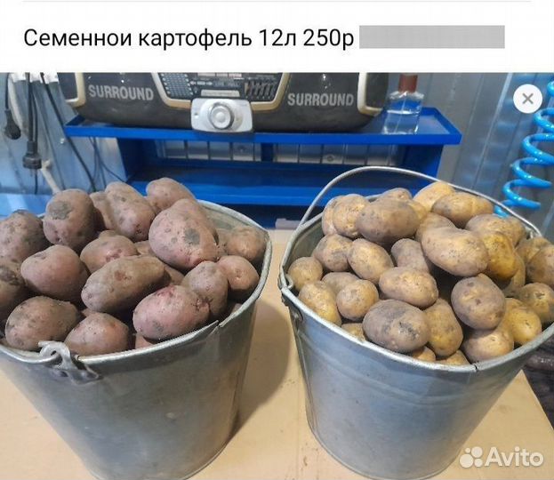 Семенной картофель