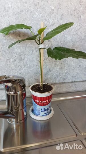 Гибискус китайская роза