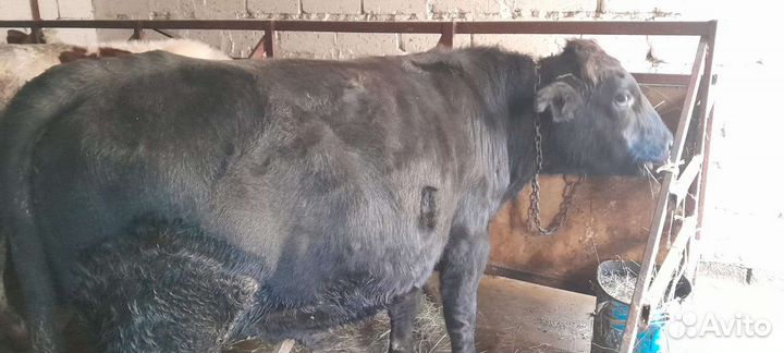 Скотина бык абердин-ангус