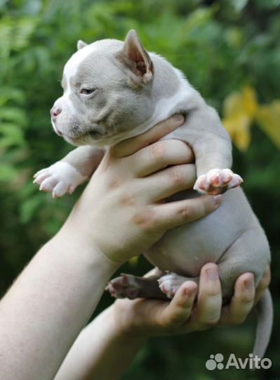 Американский булли щенки