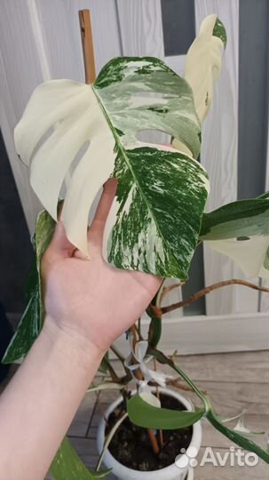 Монстера альба