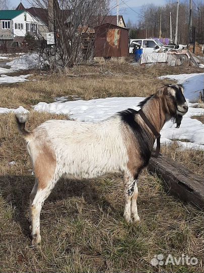 Услуги козла