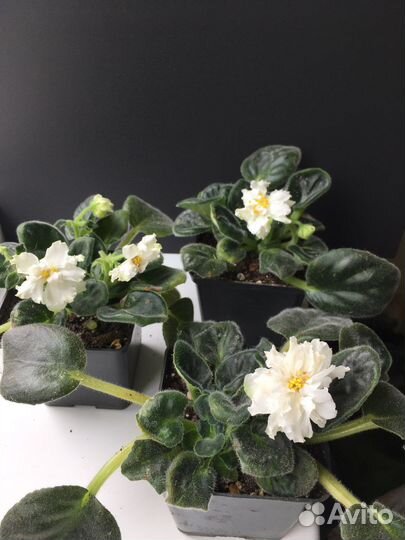 Фиалки сенполии