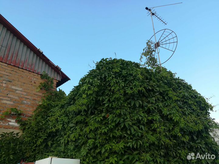 Укоренённые отростки девичьего винограда