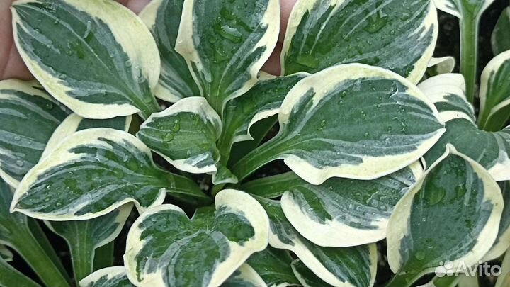 Хоста из серии маус