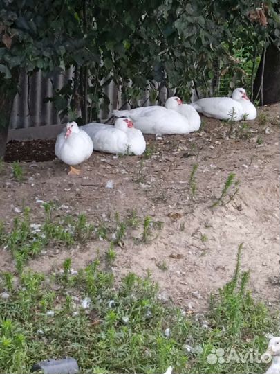 Домашняя птица, яйцо, мясо