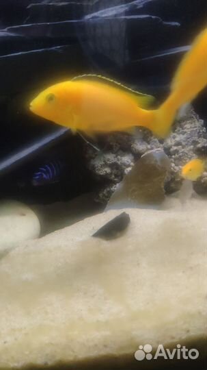 Аквариумные рыбки