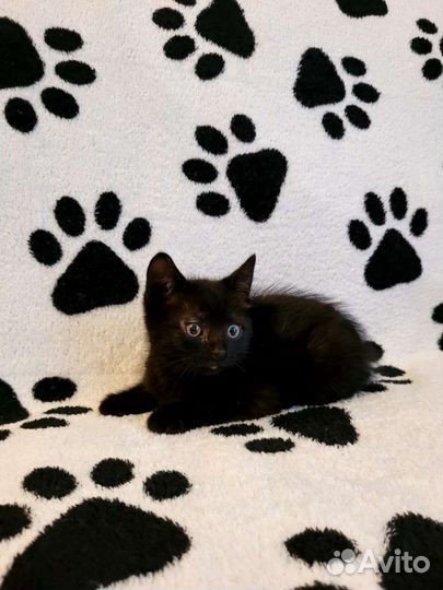 Котенок