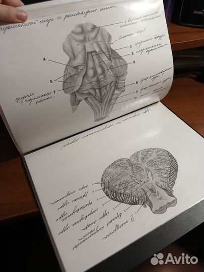 Тетрадь по анатомии