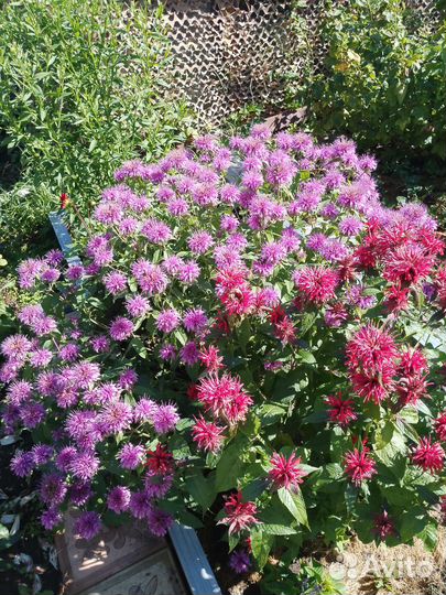 Флоксы, монарда, ромашки