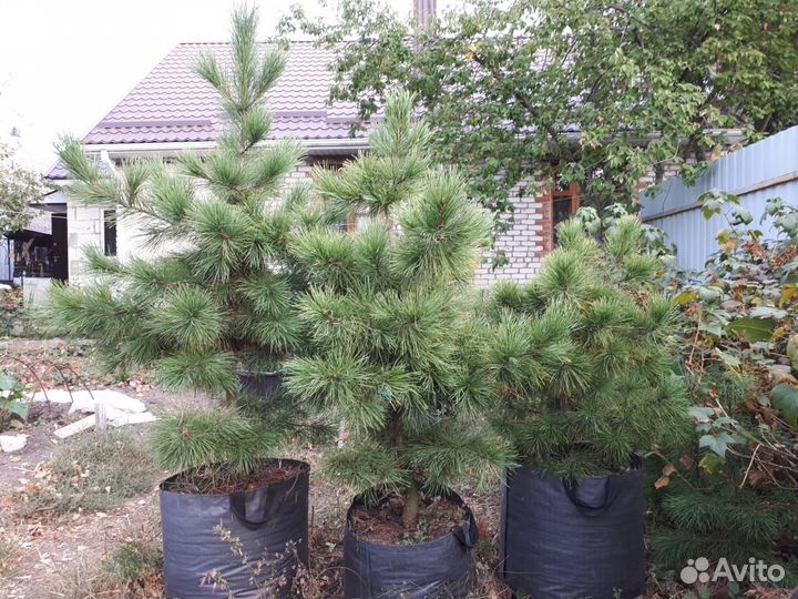 Саженцы кедра