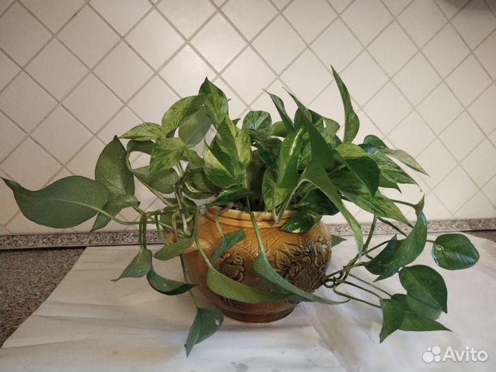 Сциндапсус, Молочай, Диффенбахия