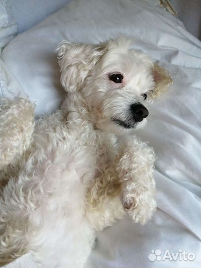 Вязка в Сочи