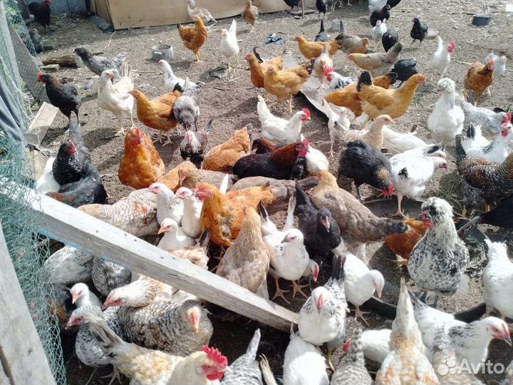 Куры породистые