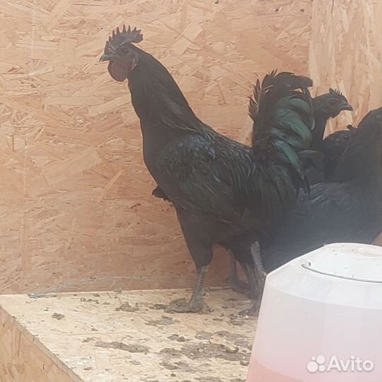 Инкубационное яйцо ухейилюй