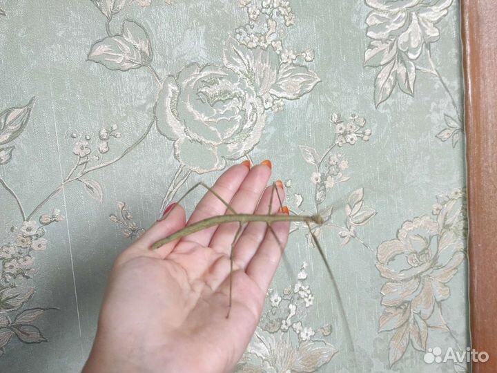 Анамский палочник