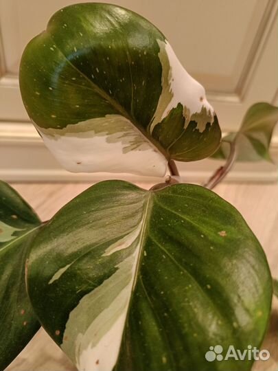 Ароидные:Эпипремнум,монстера,филодендроны