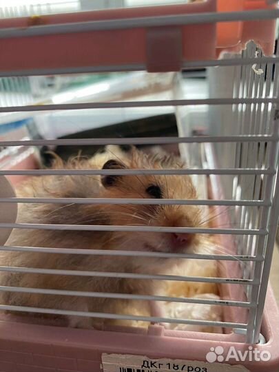 Клетка с хомяком длиношерстным