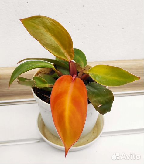 Филодендроны