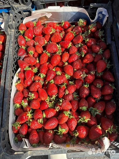 Клубника местная