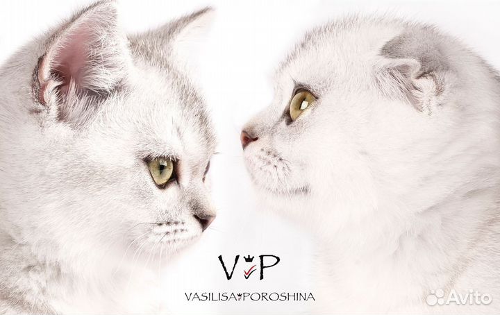 Шотландские котята