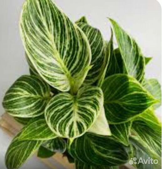 Филодендрон биркин