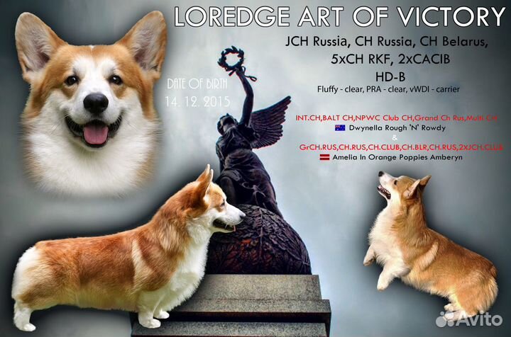 Вельш корги пемброк титулованный кобель ждет жён )